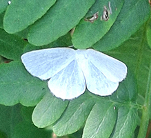 vestal moth - Featured photo