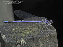 violet dancer - Featured photo
