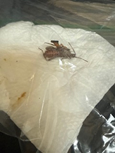 Click to enlarge western conifer seed bug 08