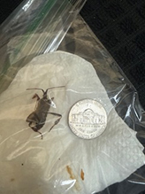 Click to enlarge western conifer seed bug 09