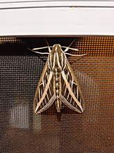 Click to enlarge white-lined sphinx 39