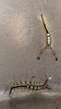 Click to enlarge white-marked tussock moth 07