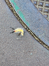 white-marked tussock moth 08