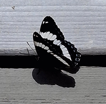 White Admiral 15