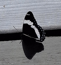 White Admiral 16