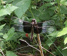 widow skimmer 24