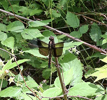widow skimmer 25