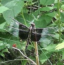 widow skimmer 26