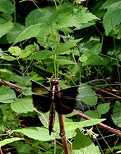 widow skimmer 27