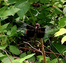 widow skimmer 28