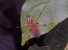wood soldier fly (Xylomya terminalis) 07