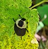 American carrion beetle