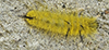 American dagger moth