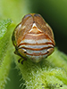 alder spittlebug