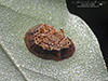 assassin bug (Family Reduviidae)