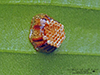 assassin bug (Family Reduviidae)