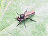 bee-mimic robber fly (Laphria canis complex)