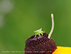 blackberry looper