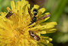 bramble mason wasp