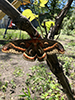 cecropia moth