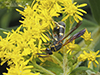 chalcidoid wasp (Leucospis affinis)