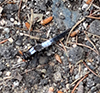 chalk-fronted corporal