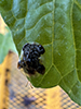 clavate tortoise beetle