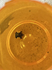 clavate tortoise beetle