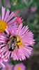 common eastern bumble bee
