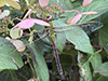 common green darner