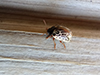 common willow calligrapher beetle common willow calligrapher beetle