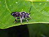dark-footed yellow loosestrife bee