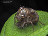 Dog-day Cicada (Neotibicen sp.)