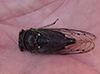 dog day cicada