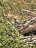 double-banded scoliid wasp