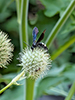 double-banded scoliid wasp