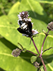 double-banded scoliid wasp
