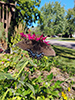 Eastern Tiger Swallowtail