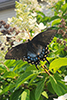 Eastern Tiger Swallowtail