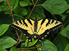 Eastern Tiger Swallowtail
