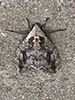 elm sphinx