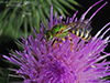 fine striped sweat bee