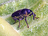 flower weevil (Odontocorynus sp.)