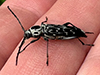 fulminating long-horned beetle