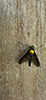 golden-backed snipe fly