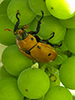 grapevine beetle