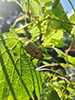 grapevine beetle