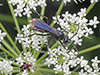 half-belted blue-black spider wasp