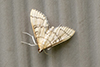 hollow-spotted blepharomastix moth