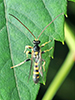ichneumonid wasp (Colpotrochia trifasciata)